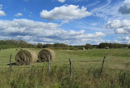 Hay bales in a field in Strathcona County, AB