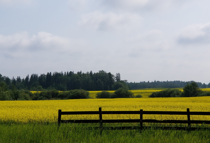 Canola field in Strathcona County, AB